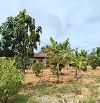 BÁN ĐẤT VƯỜN 1.360m² (810m² THỔ CƯ) NGAY NỘI THÀNH PHAN THIẾT