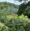 bán lô đất, đường đèo Mimosa đà lat View Đỉnh