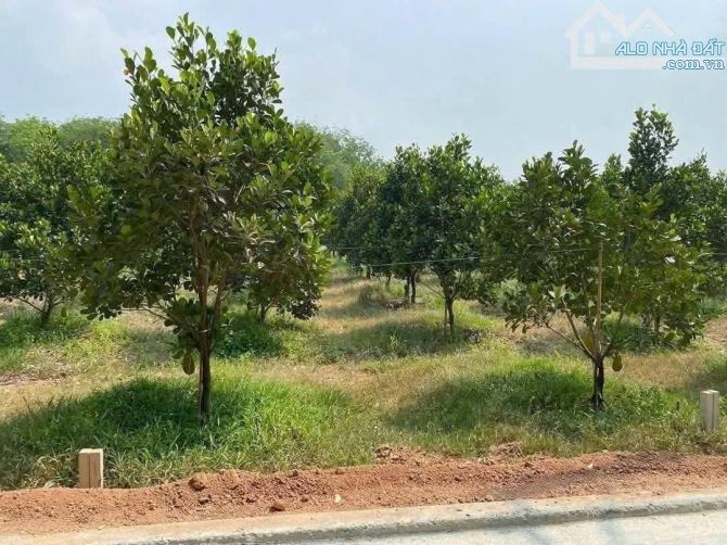 BÁC EM MUỐN SANG LẠI MIẾNG VƯỜN HƠN 1000 M2 Ở PHÚ GIÁO BÌNH DƯƠNG