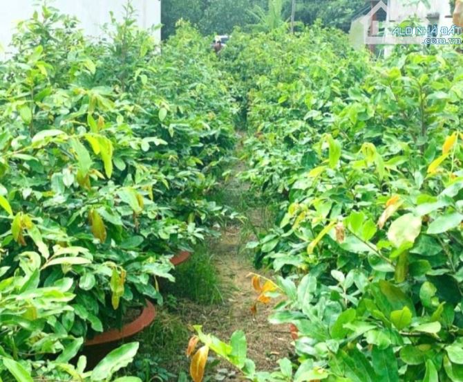 Bán Đất-Mặt Tiền Gần Phạm Văn Đồng-Linh Tây-188m2(4mx47m)-Nhỉnh 8 Tỷ (Thương Lượng) - 1