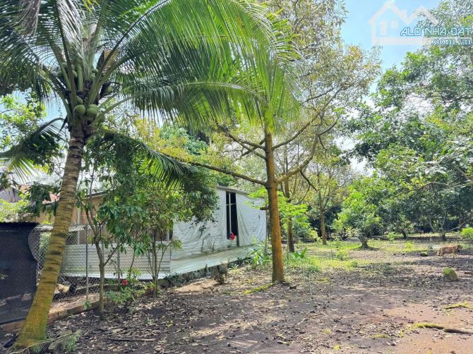 Bán đất thổ vườn có nhà cấp 4 rộng 2600m2 giá rẻ 630 triệu ngay ubnd tân hiệp, Bình Dương - 1