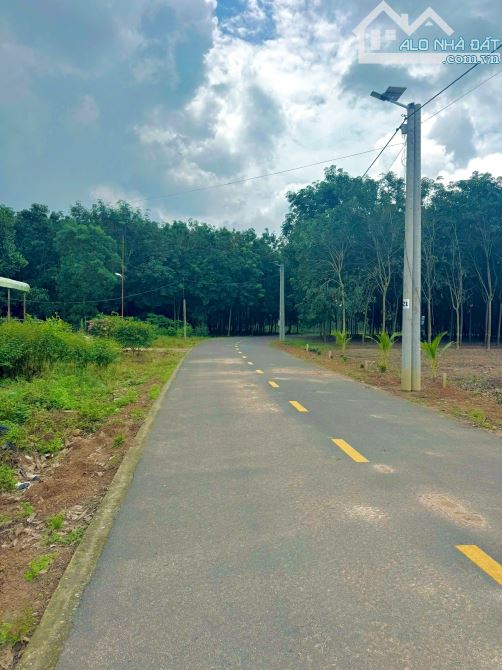 BÁC EM MUỐN SANG LẠI MIẾNG VƯỜN HƠN 1000 M2 Ở PHÚ GIÁO BÌNH DƯƠNG - 2