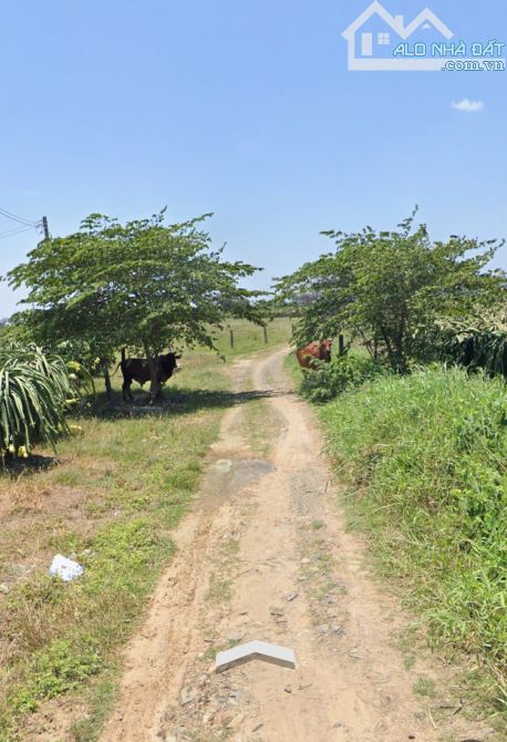 BÁN LÔ ĐẤT 1.900m² – QUY HOẠCH THỔ CƯ – TIẾN LỢI, PHAN THIẾT , LÂM ĐỒNG - 2