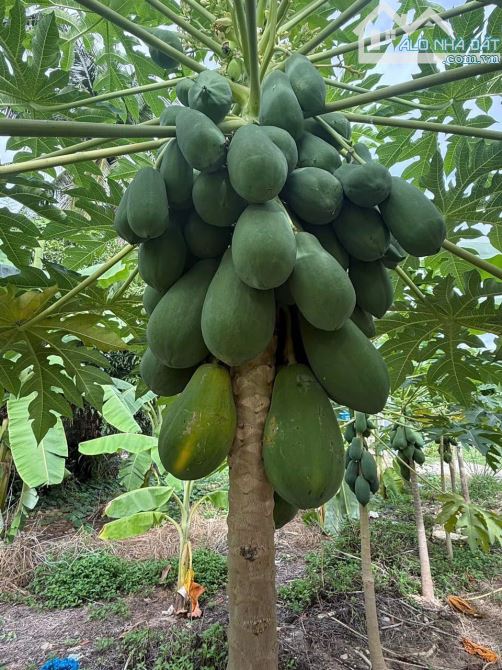 bán lô đất đẹp ở Diên Toàn, Diên Khánh giá 1ty290 - 2