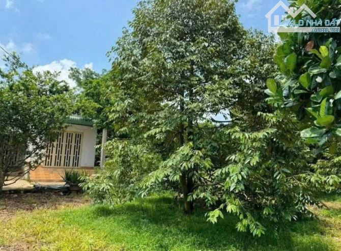 Bán đất thổ vườn có nhà cấp 4 rộng 2600m2 giá rẻ 630 triệu ngay ubnd tân hiệp, Bình Dương - 3