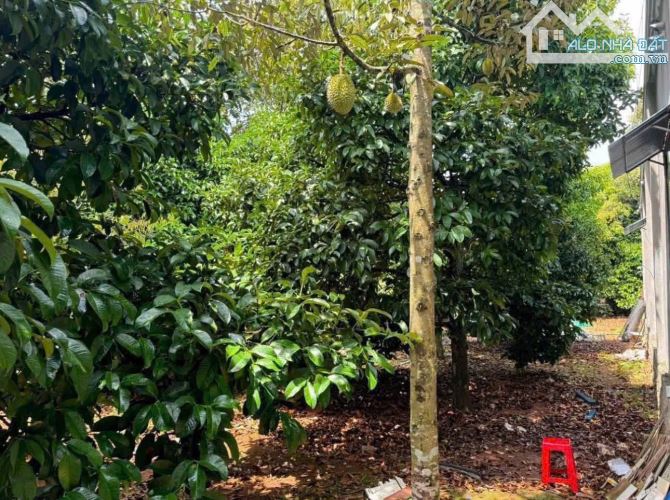 Bán đất thổ vườn có nhà cấp 4 rộng 2600m2 giá rẻ 630 triệu ngay ubnd tân hiệp, Bình Dương - 4
