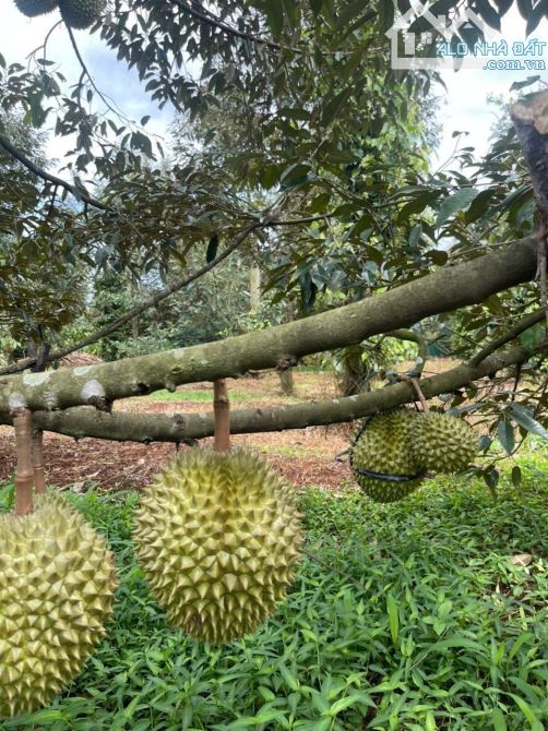 💥Bán nhà vườn hẻm Cấp 1 QL14-26 Phường Tân An (Eatu cũ) CÁCH UỶ BAN CHỈ 800m - 4