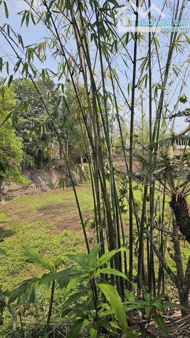 Bán nhà vườn Nguyễn Thị Chiên, Tân An Hội, Củ Chi: 13.381m2, giá 30 tỷ. - 7