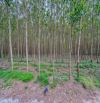 🌿 BÁN ĐẤT - HẺM LÝ NAM ĐẾ - (5 x 27) - CÓ 62m THỔ CƯ - 650 TRIỆU ✨