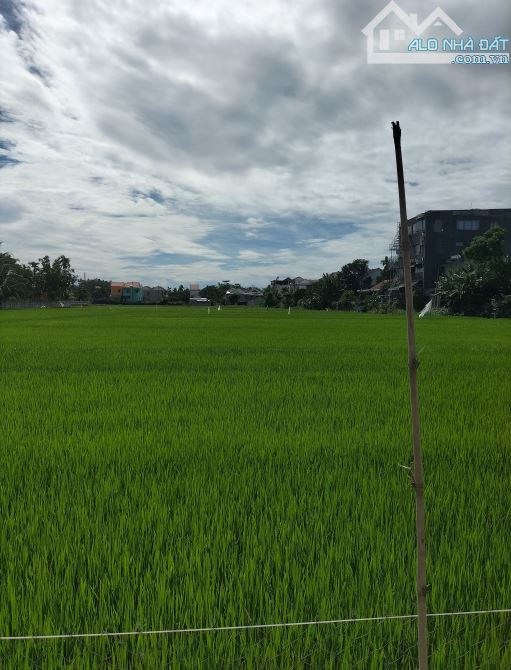 Bán đất view lúa cực đẹp – Hùng Vương, Hội An, sổ riêng, giá tốt
