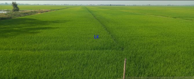 🔰Bán 7.000m² (39m x 189m, 378m² thổ, còn lại đất lúa) 🔰Đường nhựa 3.5m, xã Mỹ Thọ - 1