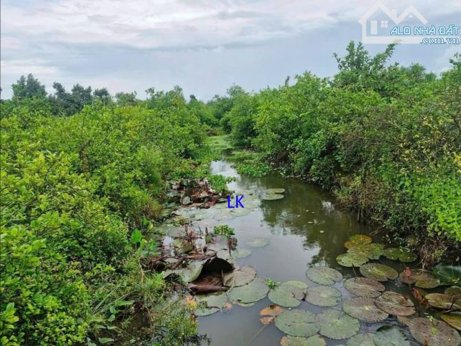 🔰 Bán vườn mít: 3.000m² (Mặt tiền 15m, hậu 32m, đất lúa)  🔰 Đường nhựa 3.5m, xã Mỹ Hiệp, - 1