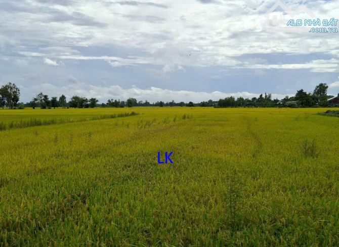 🔰Bán đất lúa: 3.200m² (34m x 94m) xã Nhị Mỹ cũ, Đồng Tháp 🔰Đường đá xe ba gác - 2