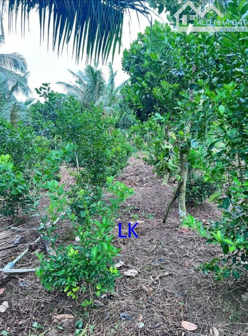 🔰 Bán vườn mít: 3.000m² (Mặt tiền 15m, hậu 32m, đất lúa)  🔰 Đường nhựa 3.5m, xã Mỹ Hiệp, - 2