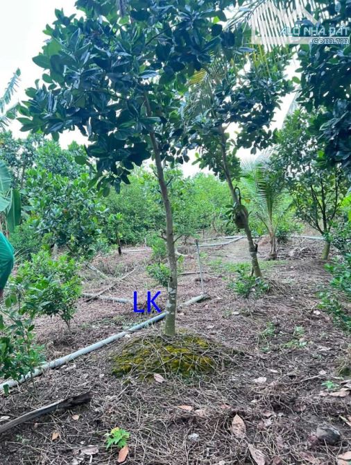 🔰 Bán vườn mít: 3.000m² (Mặt tiền 15m, hậu 32m, đất lúa)  🔰 Đường nhựa 3.5m, xã Mỹ Hiệp, - 3