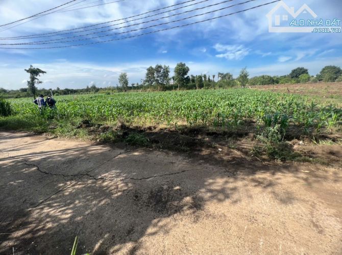 Đất xã xuân đông 1467m² full hồng vuông vắn - 5