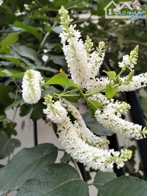 NGỌC THỤY NHÀ ĐẸP DÂN XÂY.CHỦ THIỆN CHÍ BÁN- NỘI THẤT SANG. OTO . PHỐ CỔ . GIÁ HƠN 8 TỶ - 1