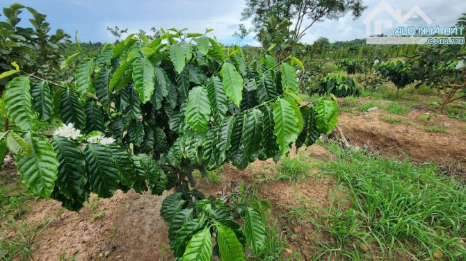 Bán bán gấp 1 hecta đất trồng  sẵn cafe tơ, Ninh Gia, Lâm Đồng - 1