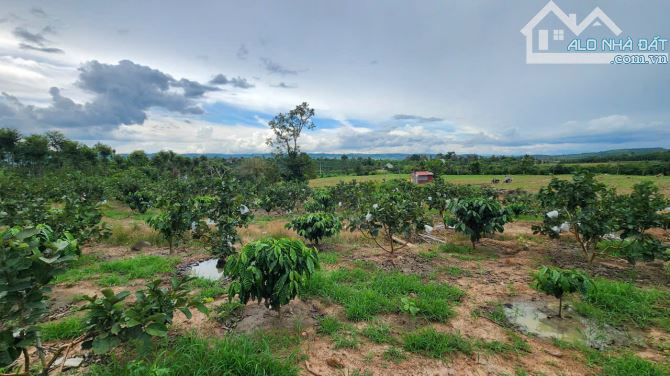 Bán bán gấp 1 hecta đất trồng  sẵn cafe tơ, Ninh Gia, Lâm Đồng - 3