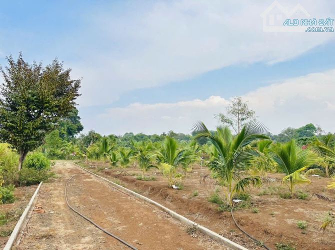 🌿 BÁN 3.8 SÀO ĐẤT ÔM SUỐI – P. KHÁNH XUÂN, TP. BMT 🌿 - 4