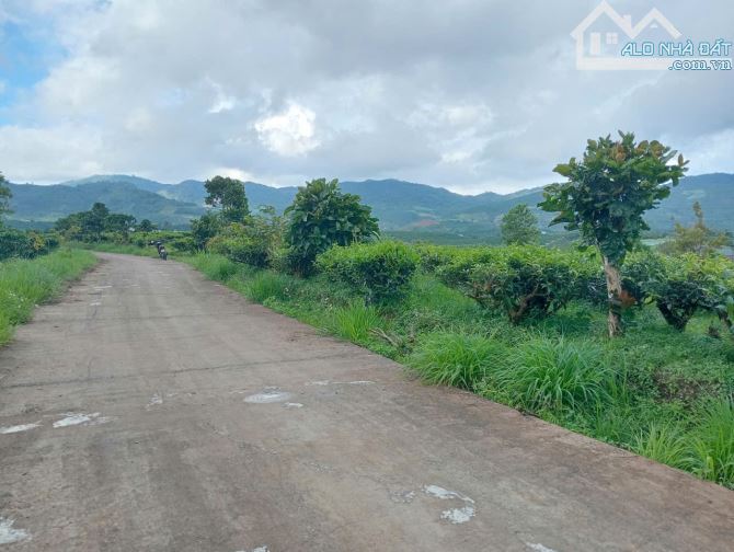 2.5 sào Bảo Lộc, hơn 100m mặt đường betong. - 5