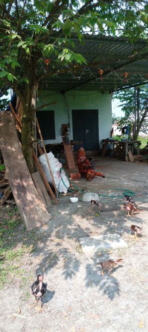 BÁN LÔ ĐẤT TAM XUÂN2, ĐƯỜNG BÊ TÔNG Ô TÔ GIÁ ĐẦU TƯ.