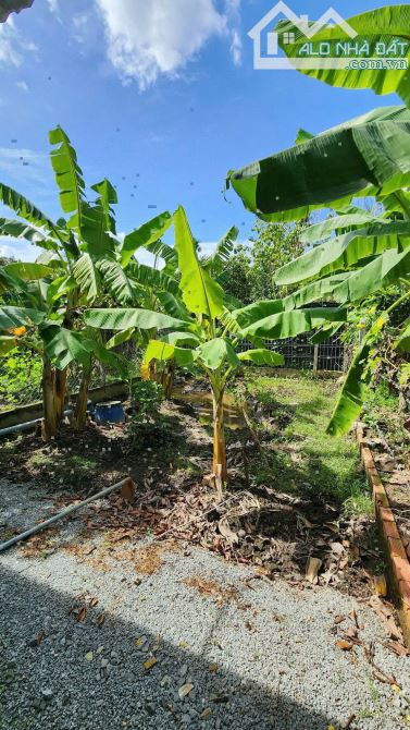 🌳 ( Giáp chủ) [14 triệu/m²] Đất vườn An Sơn 31 – Mua đất tặng vườn trái cây đang thu hoạc