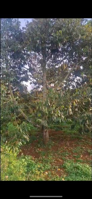 🌳 SIÊU HOT – BÁN 2 SÀO ĐẤT VUÔNG ĐẸP ĐƯỜNG K9, GẦN QUỐC LỘ 14 – ĐẤT CÓ SẦU RIÊNG, GIÁ RẺ - 1