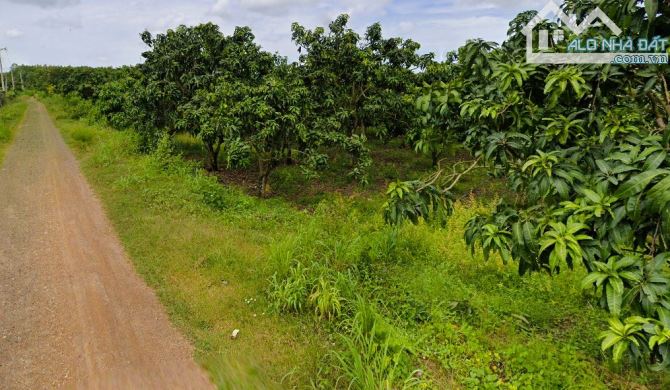 Hàng hiếm đất 1 sẹc quốc lộ 20 DT: 2014m2 vườn xoài đang cho thu hoạch giá rẻ 670 triệu - 1