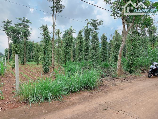 Bán khoảng 1 sào (1061m2) đất xã Đá Bạc, huyện Châu Đức, BRVT. - 1