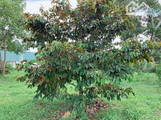 Bán khoảng 1 sào 9 (1914m2) đất xã Bàu Chinh, huyện Châu Đức, BRVT. - 1