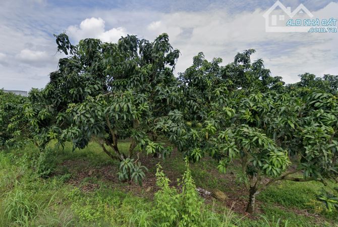 Hàng hiếm đất 1 sẹc quốc lộ 20 DT: 2014m2 vườn xoài đang cho thu hoạch giá rẻ 670 triệu - 2