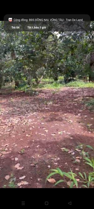 BÁN 1 HÉC ĐẤT FỦ HỒNG CO 100M THỔ CƯ Ở BẦU LÂM, XUYÊN MỘC BÀ RỊA VŨNG TÀU, GIÁ 4.5 TỈ - 2