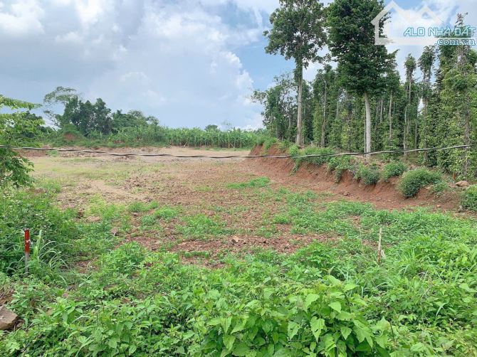 Bán khoảng 7 sào 5 (7499m2) đất xã Bàu Chinh, huyện Châu Đức, BRVT. - 2
