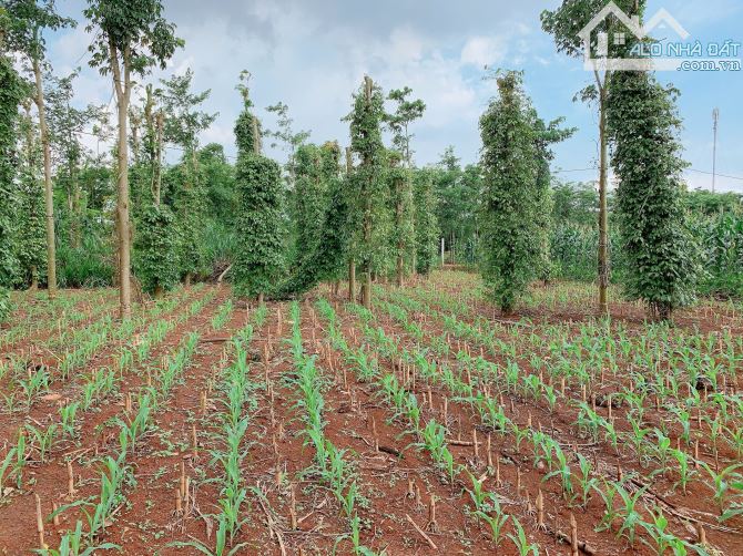 Bán khoảng 1 sào (1061m2) đất xã Đá Bạc, huyện Châu Đức, BRVT. - 2