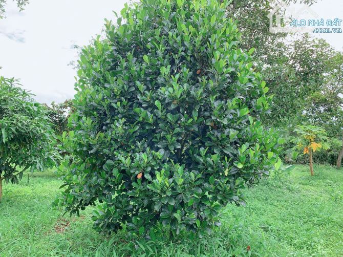 Bán khoảng 1 sào 9 (1914m2) đất xã Bàu Chinh, huyện Châu Đức, BRVT. - 2