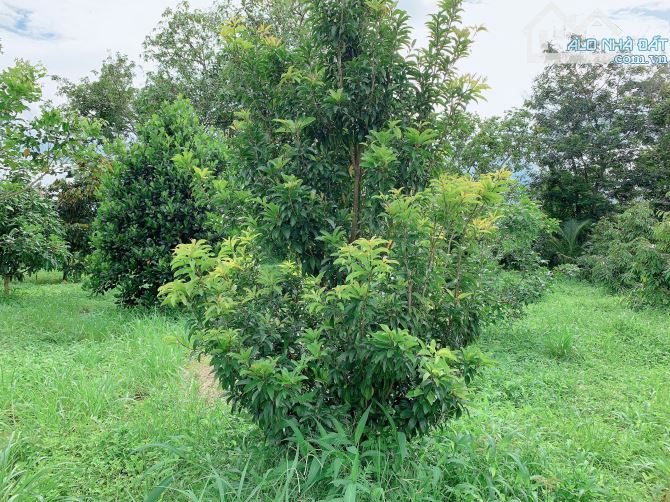 Bán khoảng 1 sào 9 (1914m2) đất xã Bàu Chinh, huyện Châu Đức, BRVT. - 3