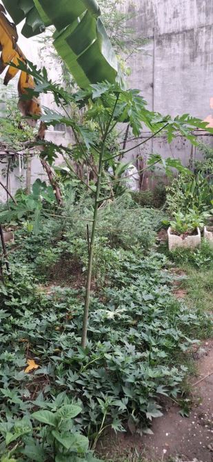 PHƯỚC KIỂN – LÔ ĐẤT ĐẸP 55M2 – CHỈ 3TỶ55 - 4