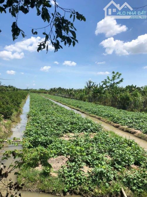 ĐẤT 2617 m2 8,9 Tỷ MẶT TIỀN QUỐC LỘ 61C, ẤP NHƠN THUẬN 1, XÃ NHƠN NGHĨA, PHONG ĐIỀN, TPCT - 4