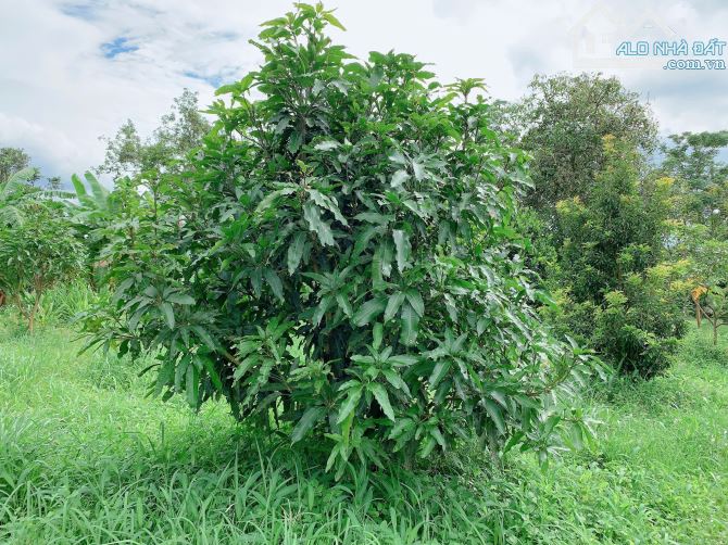 Bán khoảng 1 sào 9 (1914m2) đất xã Bàu Chinh, huyện Châu Đức, BRVT. - 4