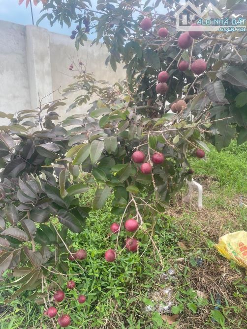 Bán đất mặt tiền đường Basa cách QL22 600m xã Phước Hiệp DT 410m2 thổ cư 290m2 - 6