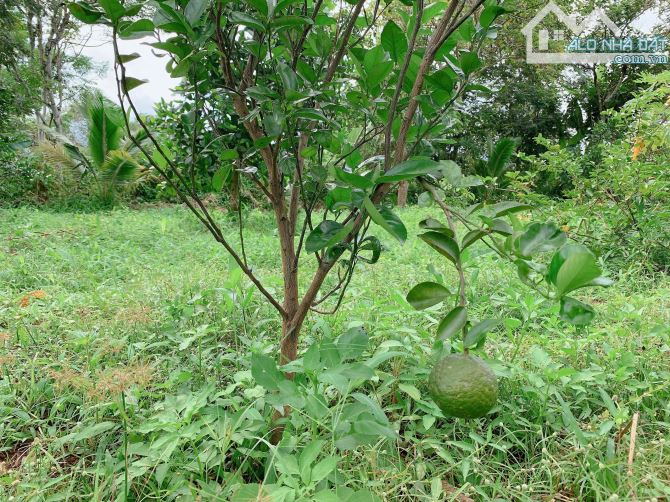Bán khoảng 1 sào 9 (1914m2) đất xã Bàu Chinh, huyện Châu Đức, BRVT. - 6