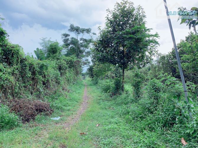 Bán khoảng 1 sào 9 (1914m2) đất xã Bàu Chinh, huyện Châu Đức, BRVT. - 9