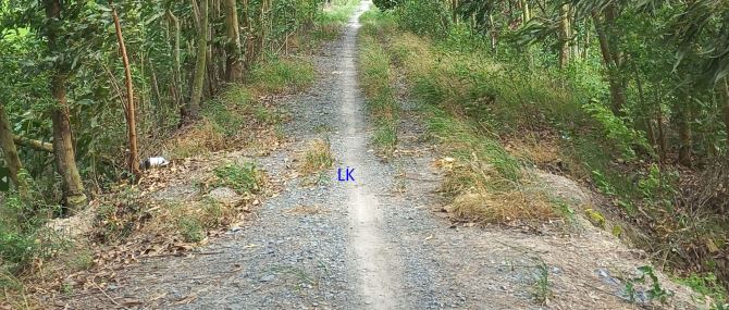 🔰 Bán đất lúa: 24.000m²(37m x 560m)  🔰 Đường đá xe ba gác, xã Mỹ Quý, Đồng Tháp