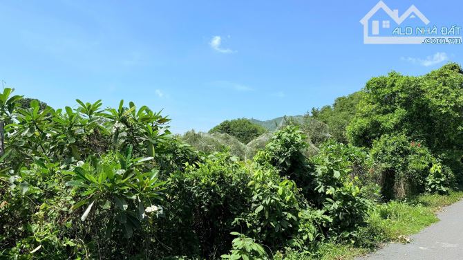 VƯỜN NHÃN THỊ TRẤN PHƯỚC HẢI - LONG ĐẤT - BRVT; view núi Minh Đạm và gần Hồ Sở Bông  🌈🌈