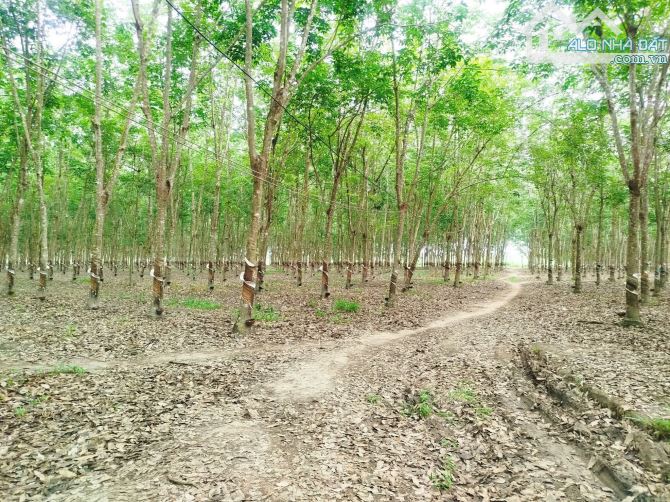 Bán 3,2 mẫu đất cao su Cạo xã Thạnh Bắc, tân Biên Tây Ninh mt đường hơn 500m - 1
