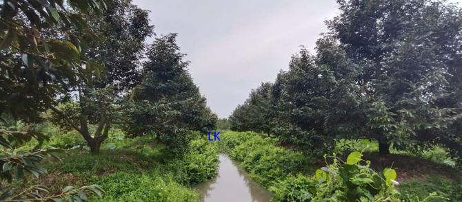 🔰 Bán vườn sầu riêng: 25.000m²(117m x 210m, đất lúa) 🔰 Đường đá xe ba gác, xã Phú Đức - 1
