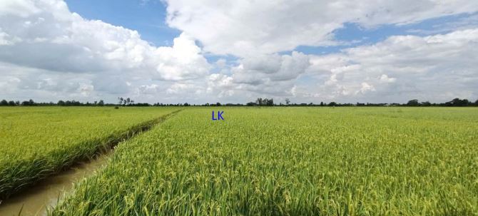 🔰 Bán đất lúa: 24.000m²(37m x 560m)  🔰 Đường đá xe ba gác, xã Mỹ Quý, Đồng Tháp - 1