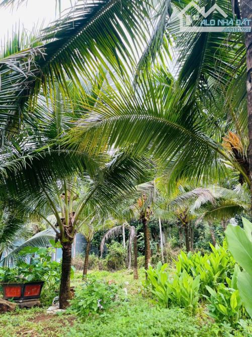 Nhà vườn view hồ 3,4 sào Tc200 sau lưng Đồi Thông Hoà Thắng 14 Tỷ - 13