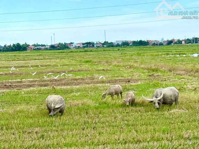 BÁN ĐẤT KIỆT LÊ THÁNH TÔNG - HỘI AN - VIEW LÚA - 3